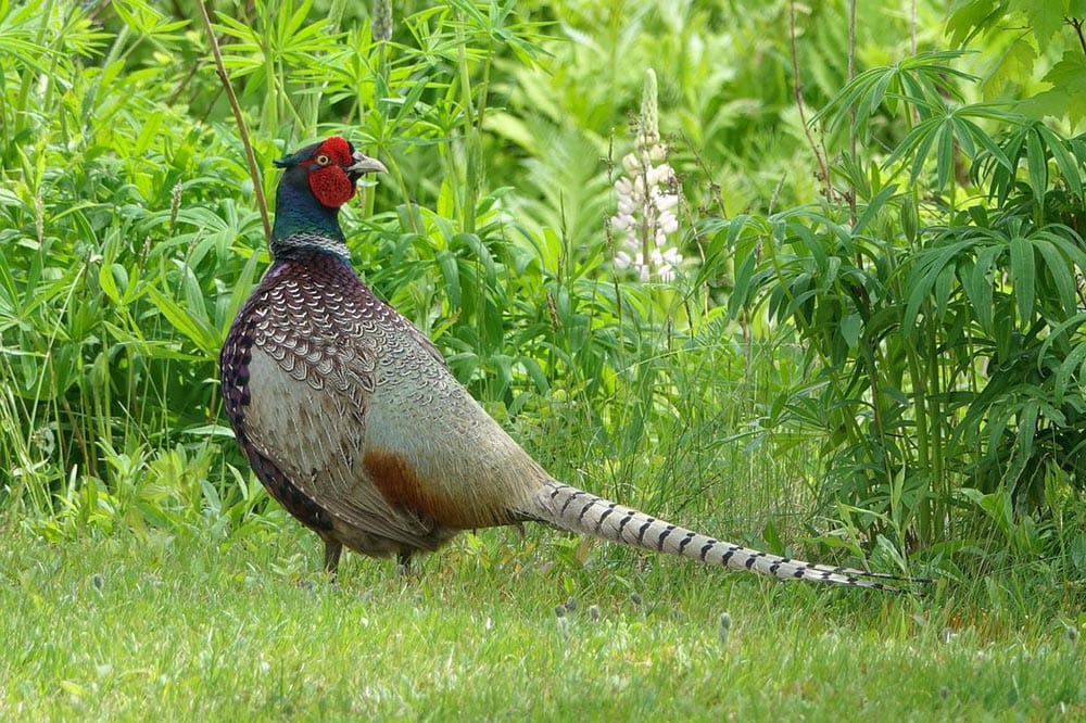 ring-necked pheasant on the grass