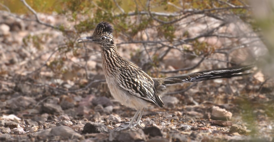roadrunner bird in the wild