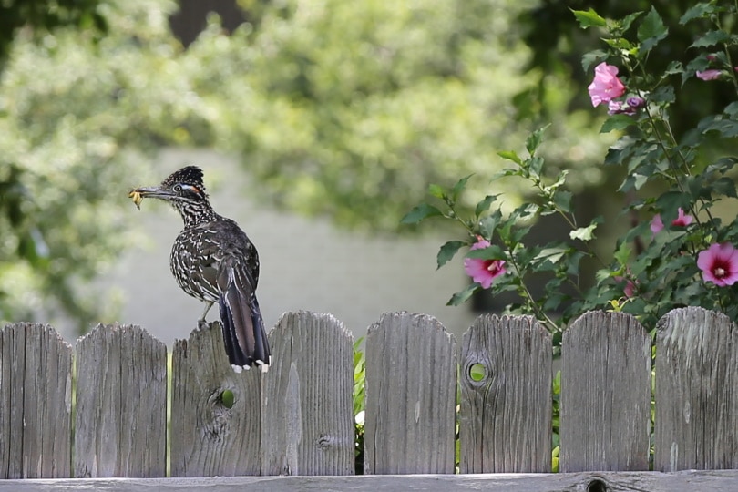 roadrunner bird perching