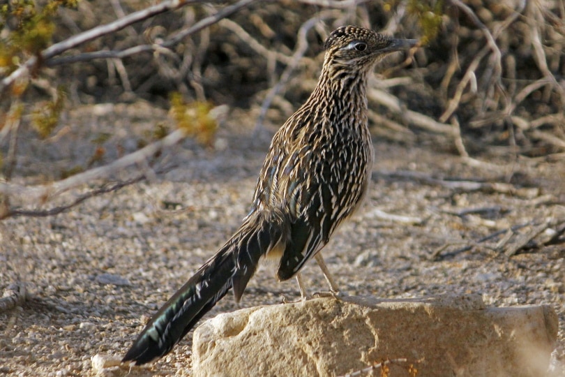 roadrunner bird standing in rock
