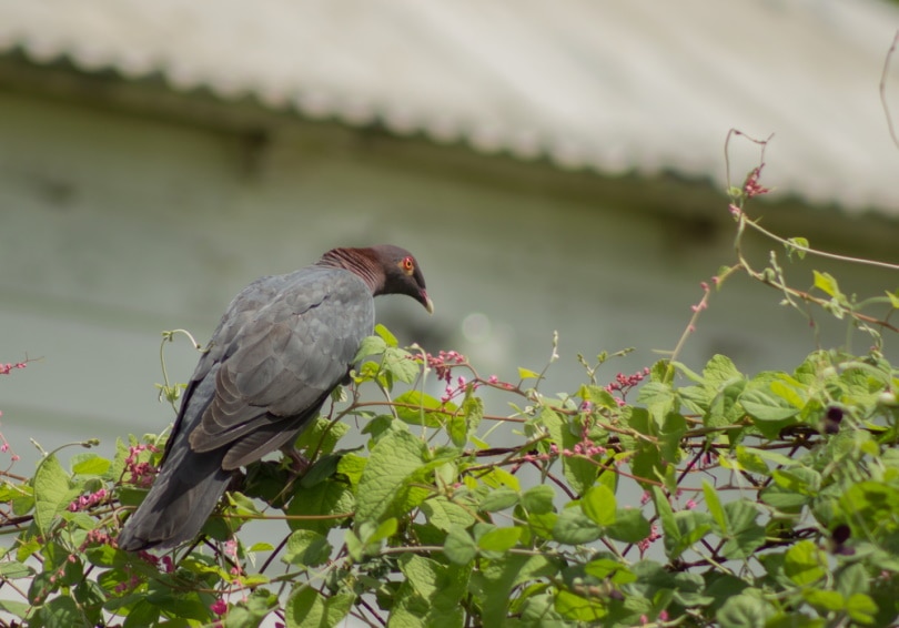 scaly naped pigeon perching