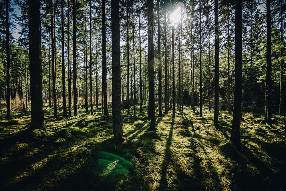 shadows of the trees in the forest