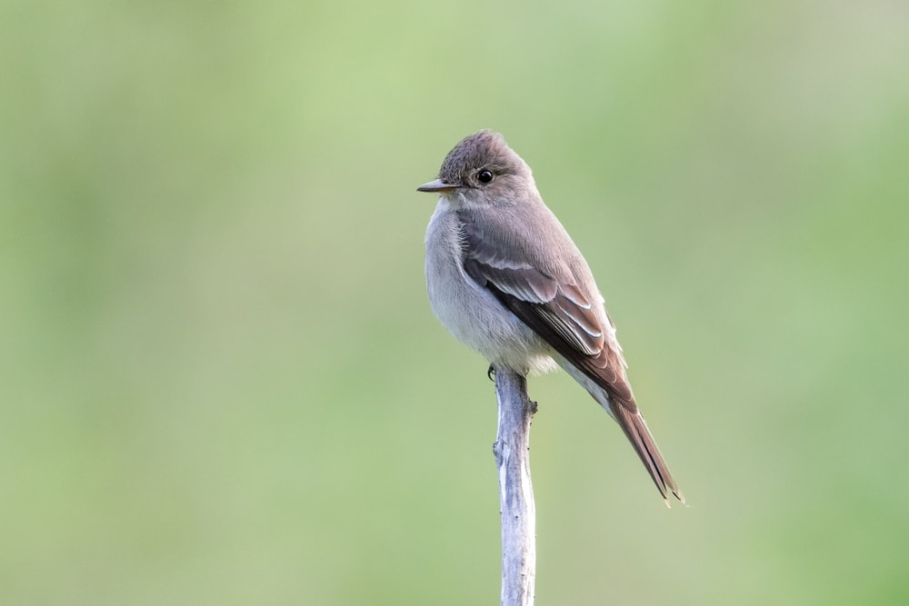 27 Common Backyard Birds In Oregon (with Pictures) Optics Mag