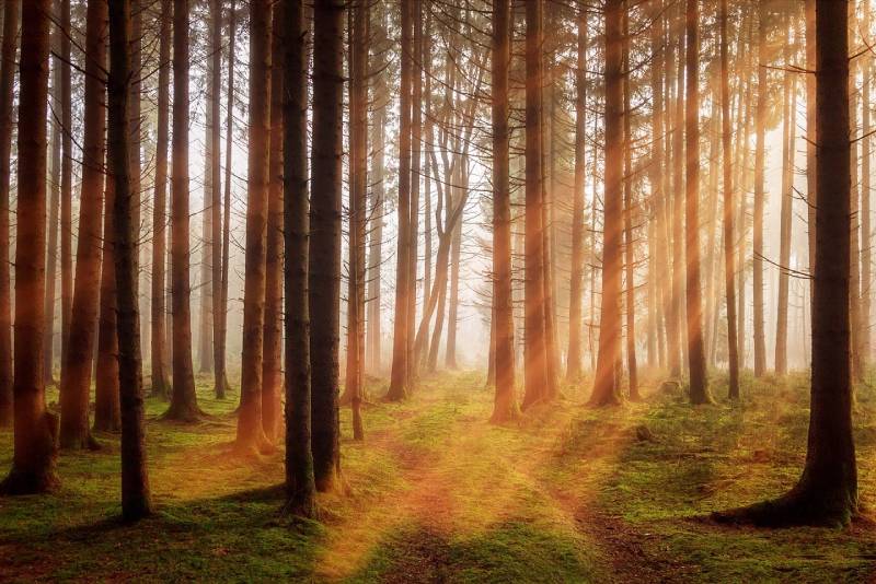 sunbeams during fall season