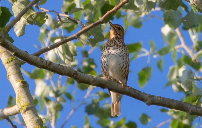 thrushes bird perching