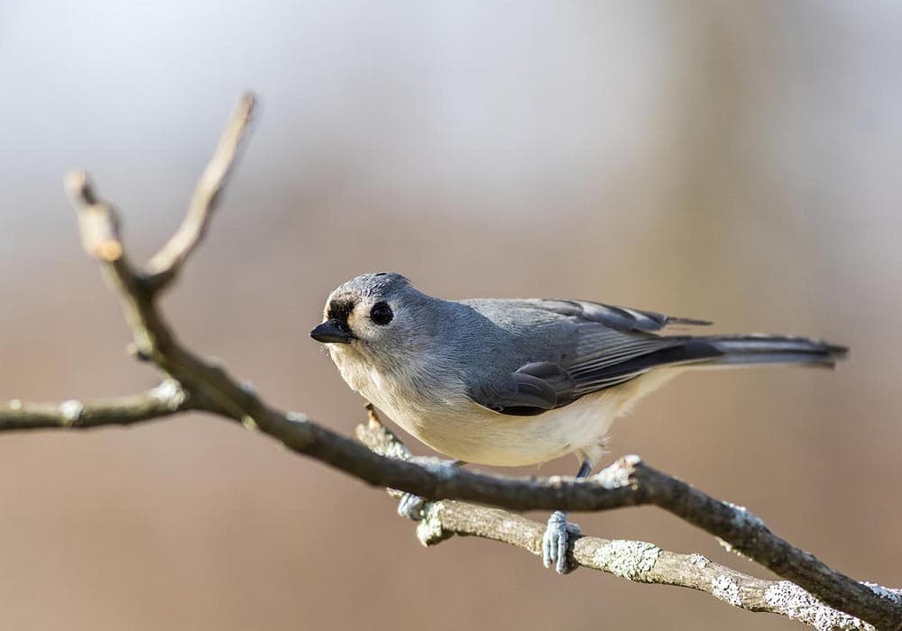 tufted titmouse perched on a branch