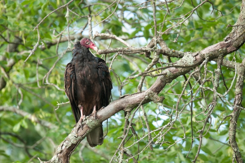 turkey vulture bird perching