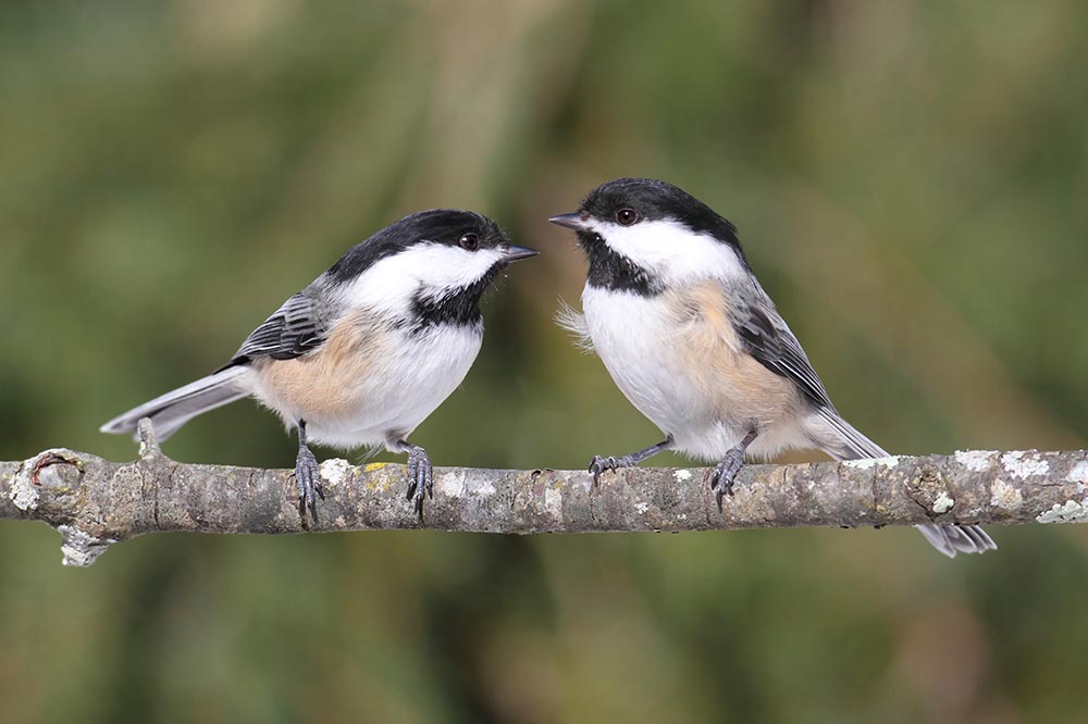two Black-capped Chickadees perched