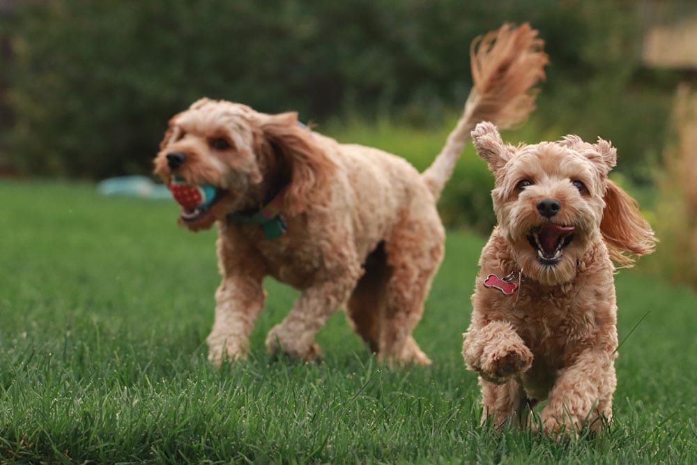 two brown dogs playing fetch