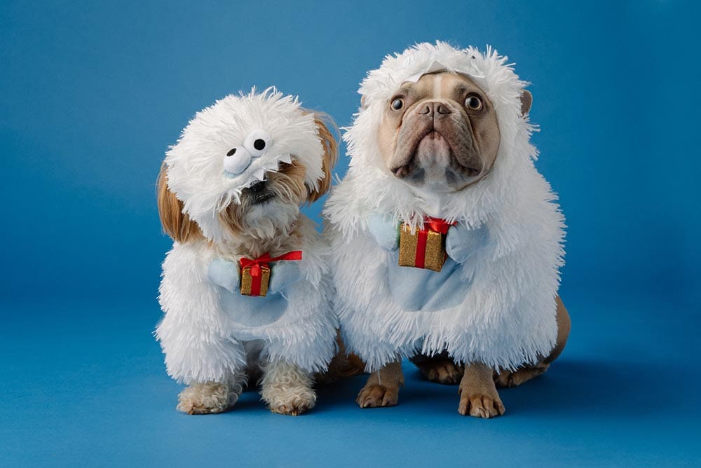 two dogs wearing costume