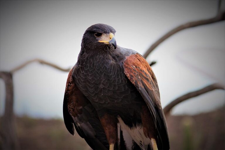 20 Interesting & Fun Harris Hawk Facts You Never Knew Optics Mag