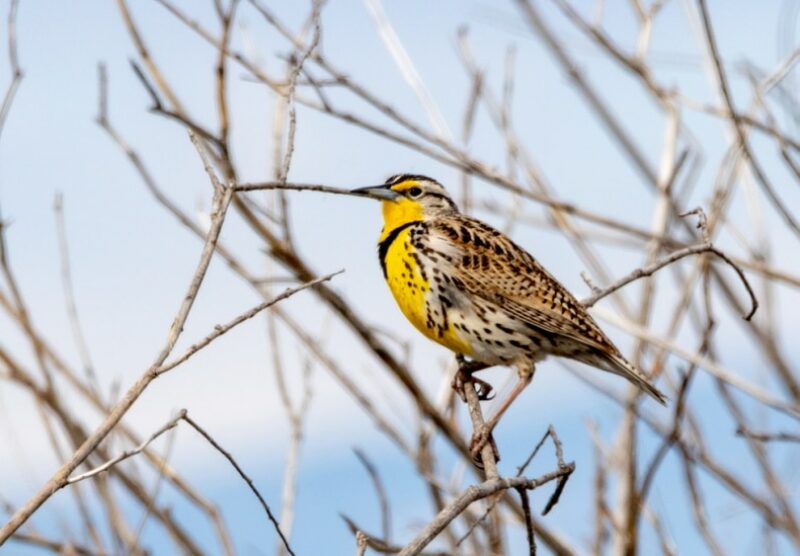 western meadowlark bird perching