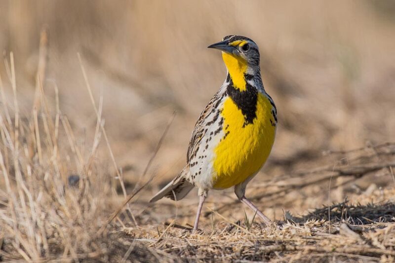 Western Meadowlark on the ground