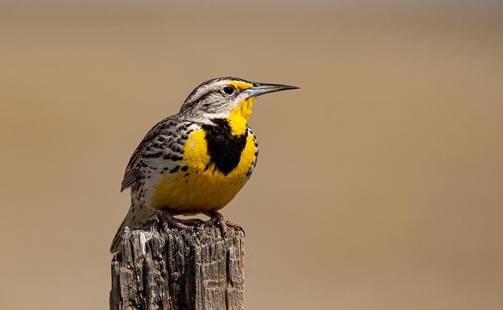 Western Meadowlark Perched on a Fence Post