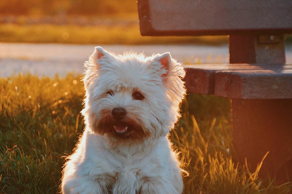 white small dog in the park during sunset