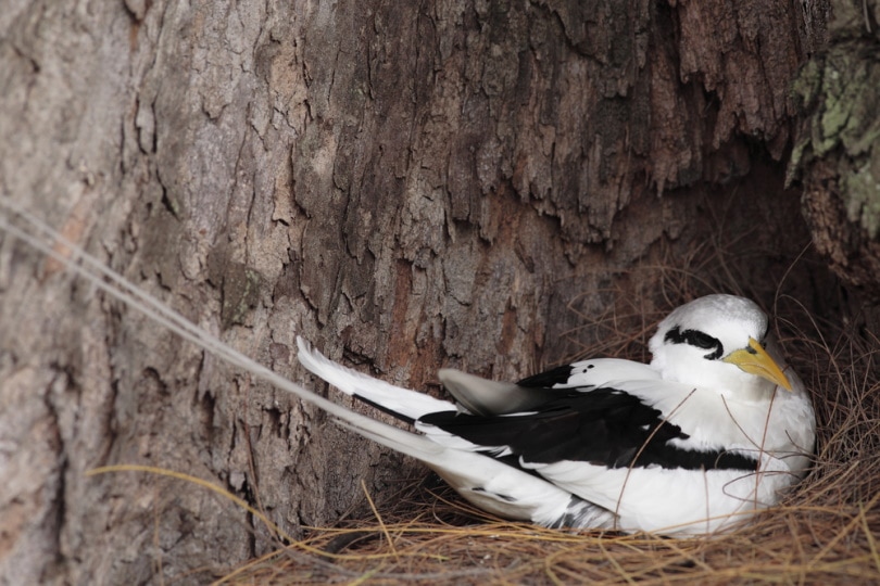 white tailed tropicbird