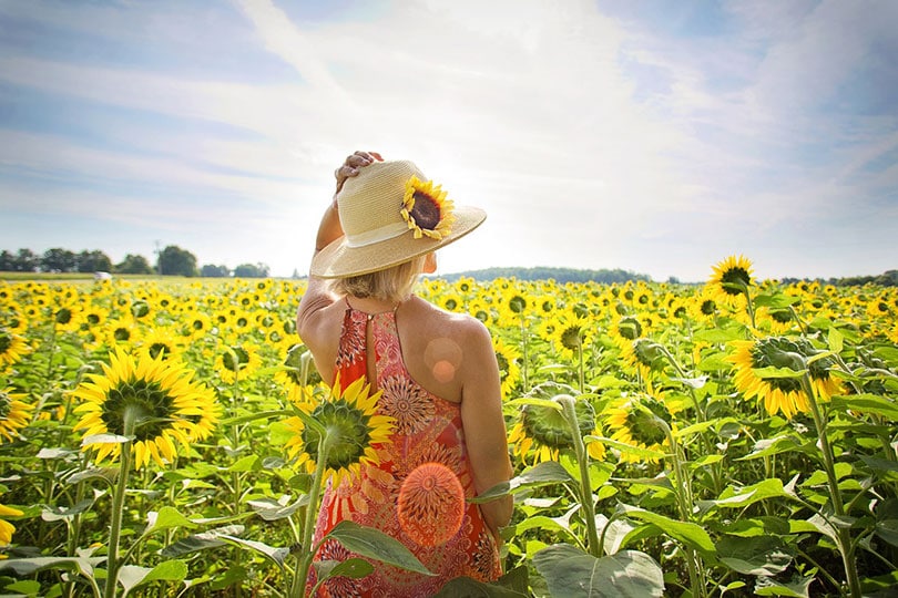 woman in a sunflower field