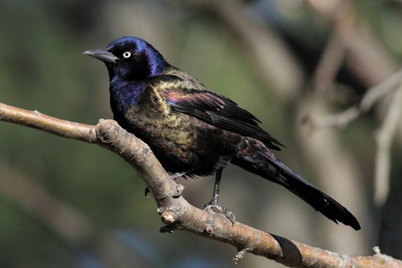 Common Grackle