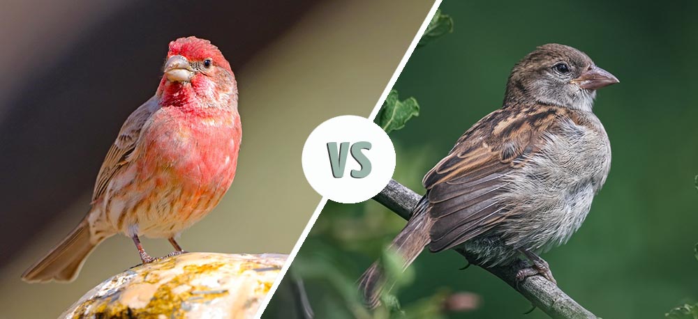 House Finch vs House Sparrow