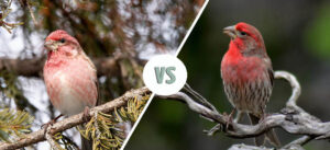 Purple Finch vs House Finch: How Are They Different? (With Pictures