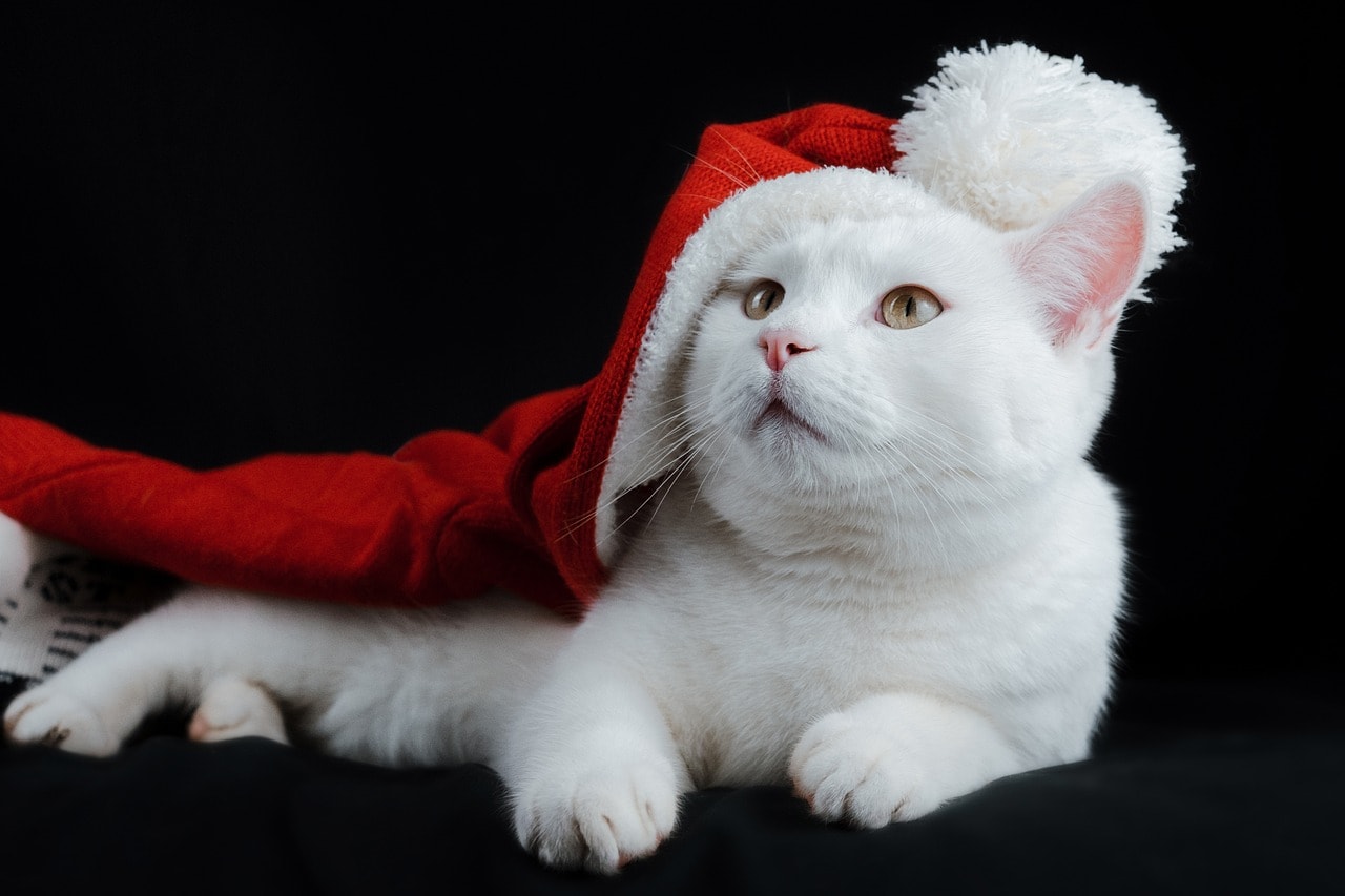 Santa Hats