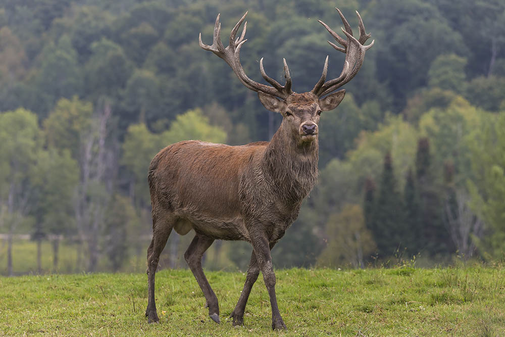 A male elk with large horns