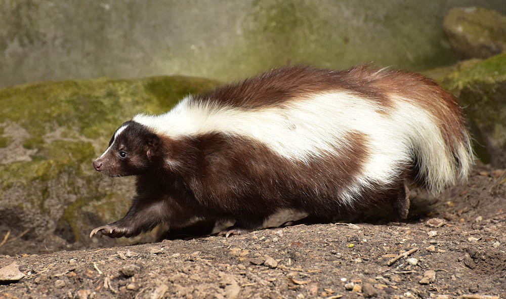 a skunk