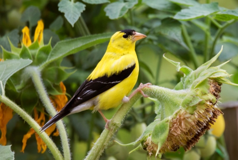 american goldfinch bird perching