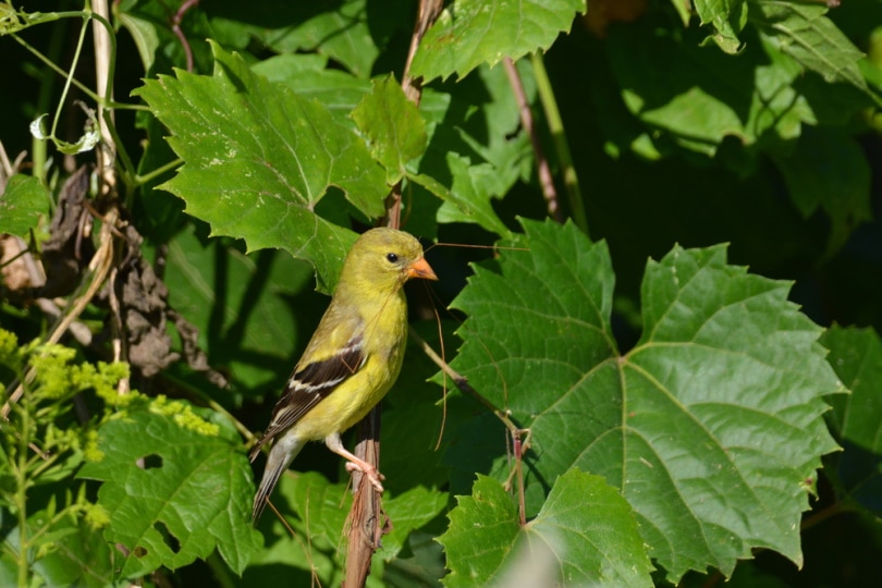 American Goldfinch: Field Guide, Pictures, Habitat & Info - Optics Mag