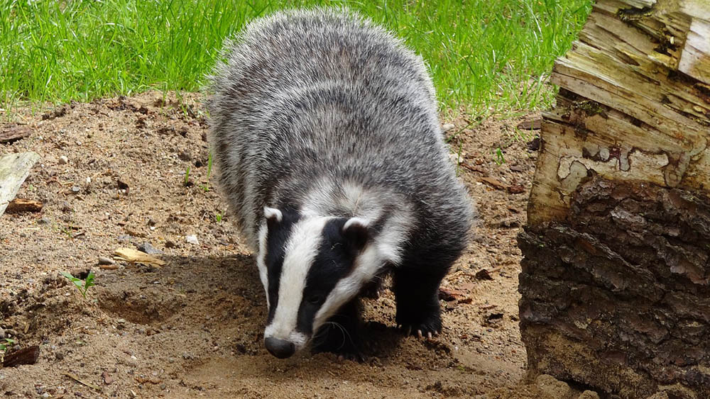 badger
