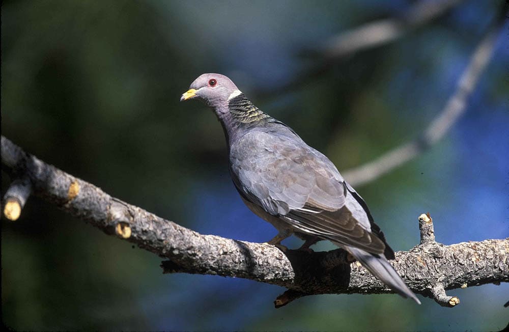 band-tailed pigeon perched on a branch