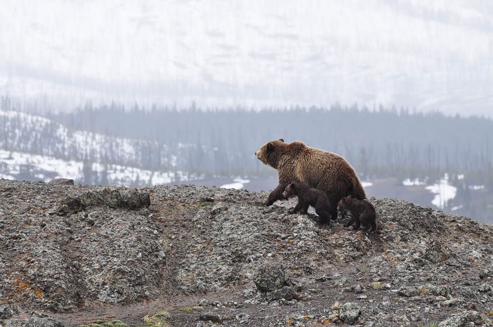 bears in the mountain