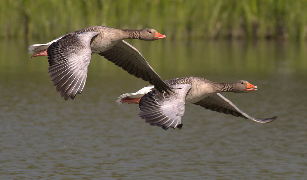 canada geese flying