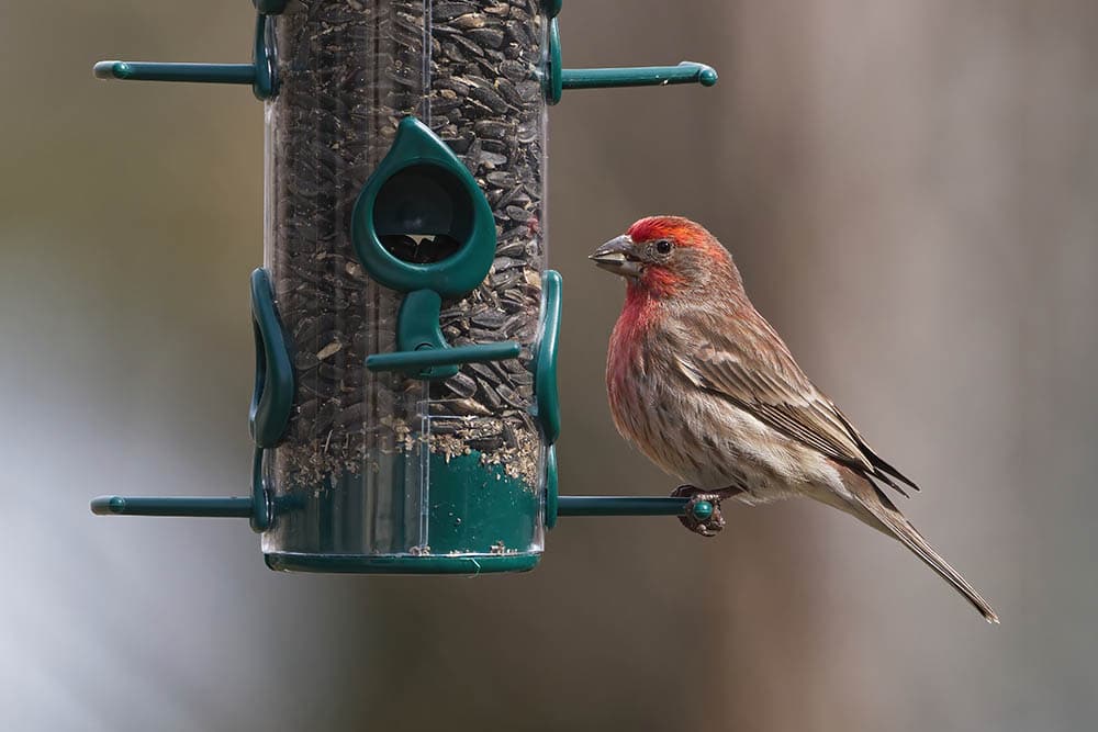 House Finch eating from feeder