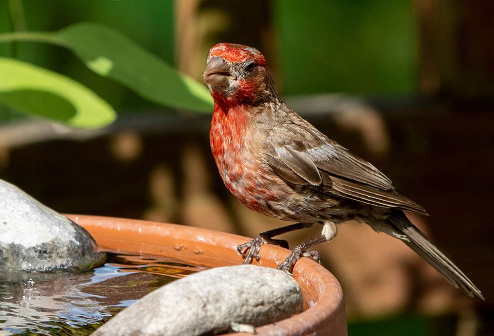 House Finch on the rim of a bird bath