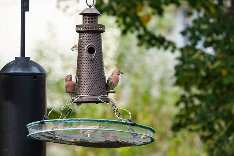 What Do Baby House Finches Eat? Everything You Need to Know! Optics Mag