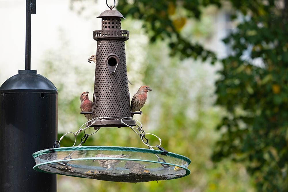 house finches eating on a birdfeeder