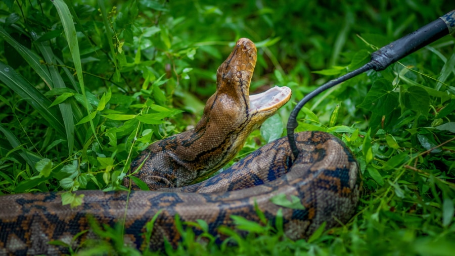 hunting python in the forest