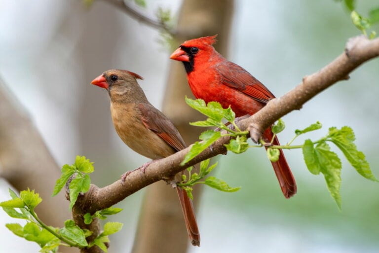How Long Do Cardinals Live? (Average Lifespan Data & Facts) Optics Mag