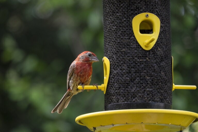 What Do House Finches Eat? 10 Typical Foods - Optics Mag