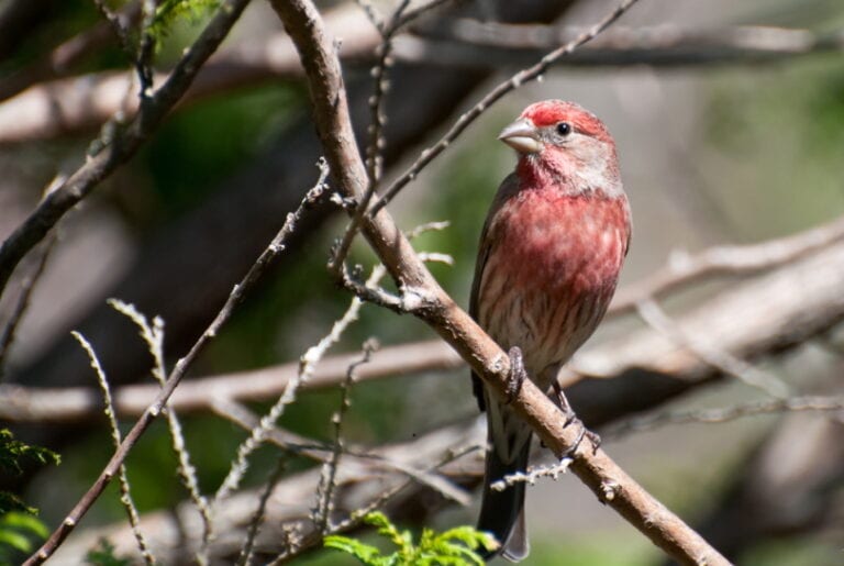 Do House Finches Migrate? Everything You Need to Know! - Optics Mag