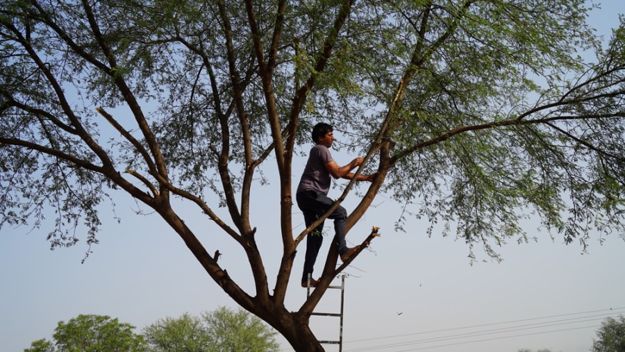 man climbing tree