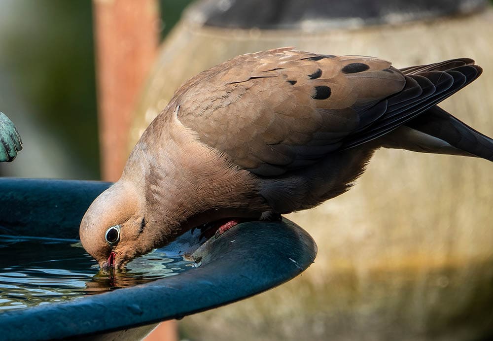 How Long Do Mourning Doves Live? (Average Lifespan Data & Facts