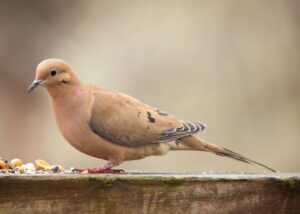 How Long Do Mourning Doves Live? (Average Lifespan Data & Facts