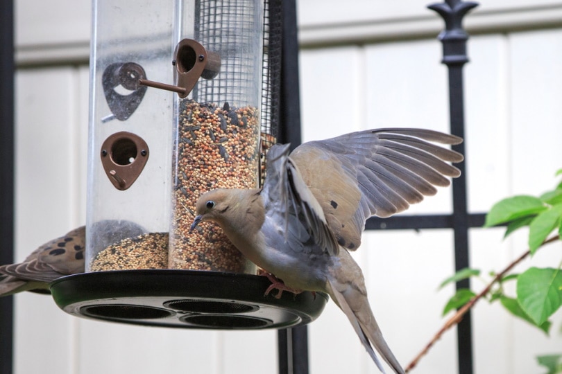 mourning dove on bird feeder