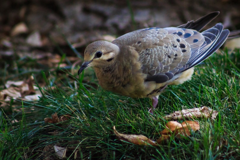 What Do Mourning Doves Eat? 5 Typical Foods Optics Mag