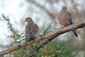 How Long Do Mourning Doves Live? (Average Lifespan Data & Facts