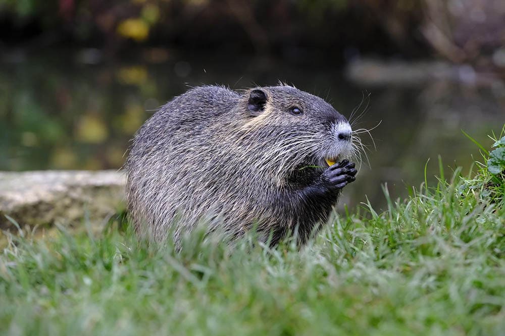 muskrat on the grass