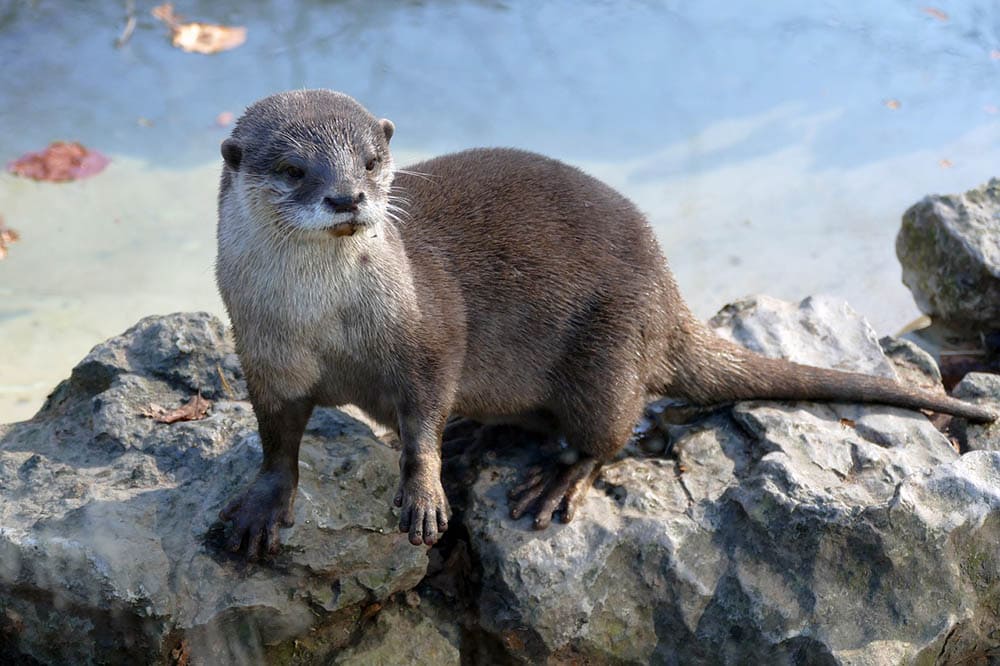 otter on the rock