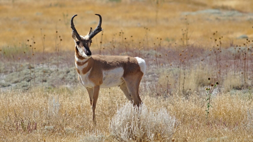 pronghorn antelope in the wild